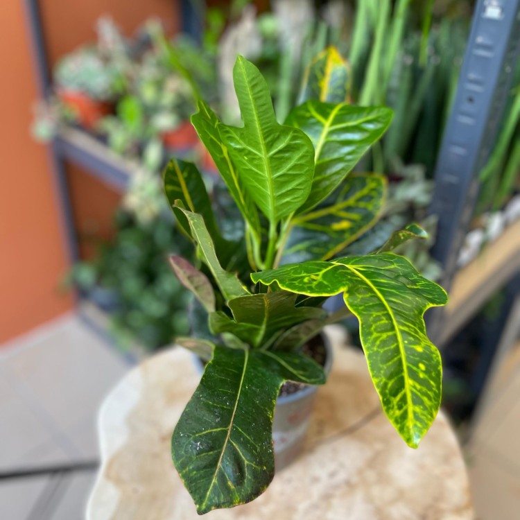 kroton codiaeum excellent DØ 13cm (4).jpg