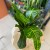 kroton codiaeum excellent DØ 13cm (1).jpg