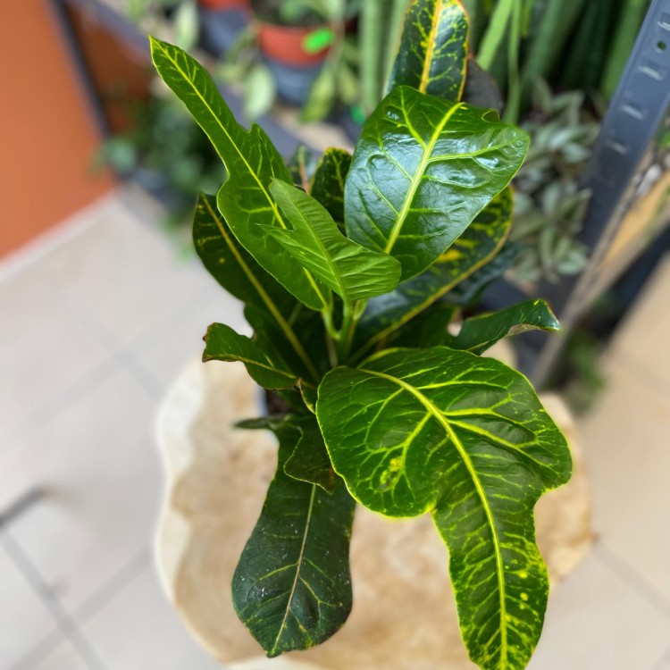 kroton codiaeum excellent DØ 13cm (1).jpg