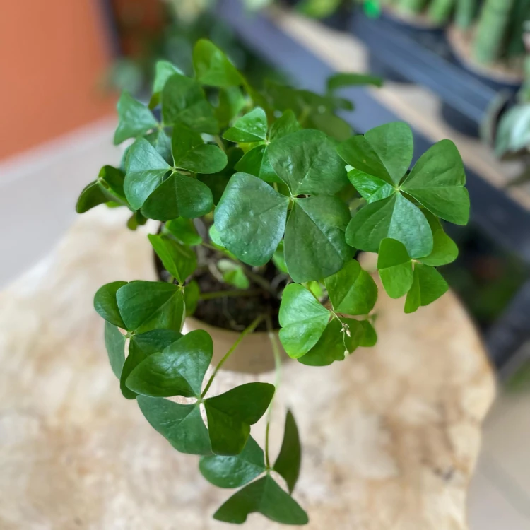 szczawik zielony papilion   oxalis triangularis (2).jpg
