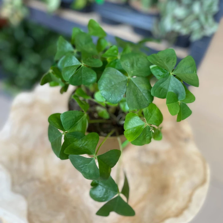 szczawik zielony papilion   oxalis triangularis (3).jpg