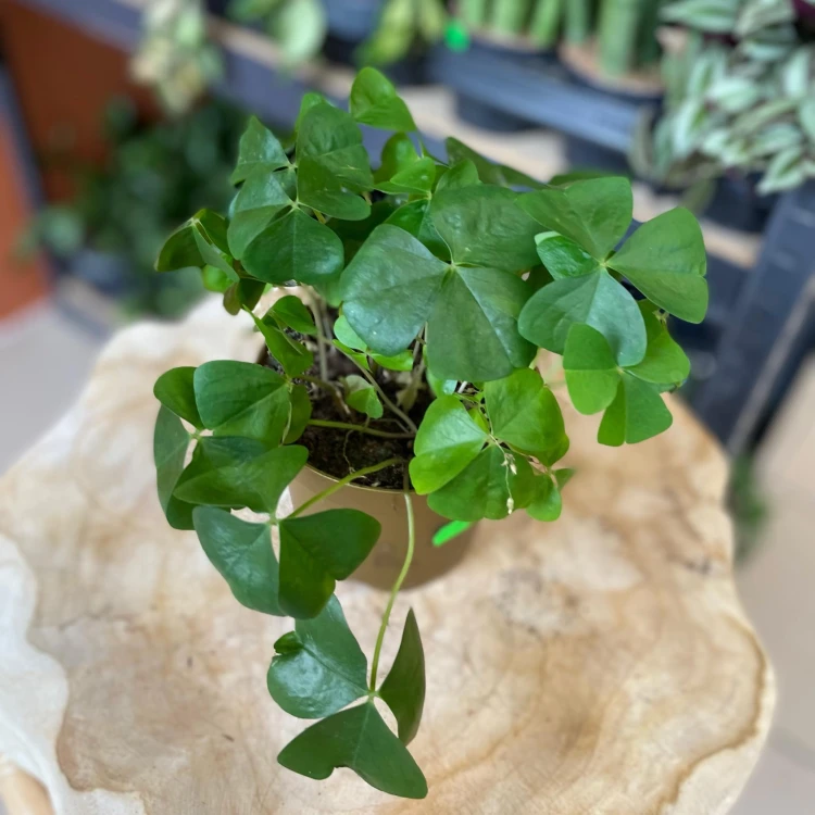 szczawik zielony papilion   oxalis triangularis (1).jpg