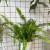 nephrolepis green lady' paproć KLASYK z wiszącą doniczką  (2).jpg
