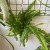 nephrolepis green lady' paproć KLASYK z wiszącą doniczką  (3).jpg
