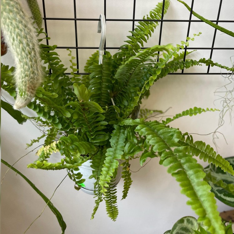 nephrolepis green lady' paproć KLASYK z wiszącą doniczką  (3).jpg