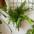 nephrolepis green lady' paproć KLASYK z wiszącą doniczką  (4).jpg