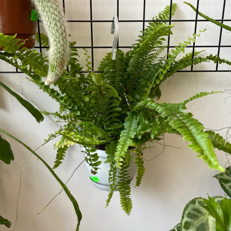 nephrolepis green lady' paproć KLASYK z wiszącą doniczką  (4).jpg