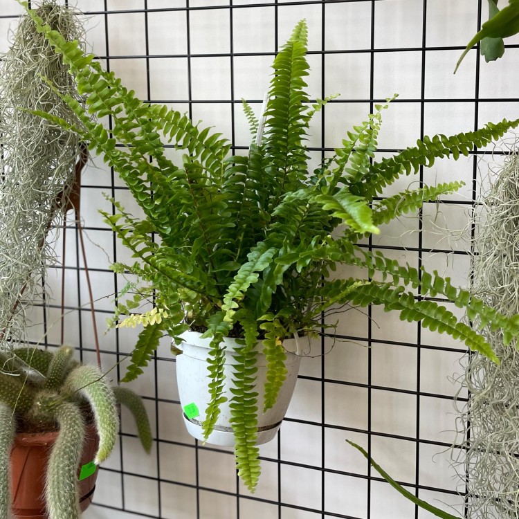 nephrolepis green lady' paproć KLASYK z wiszącą doniczką  (5).jpg