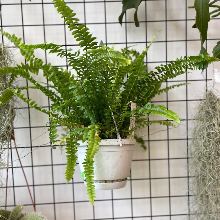 nephrolepis green lady' paproć KLASYK z wiszącą doniczką  (1).jpg