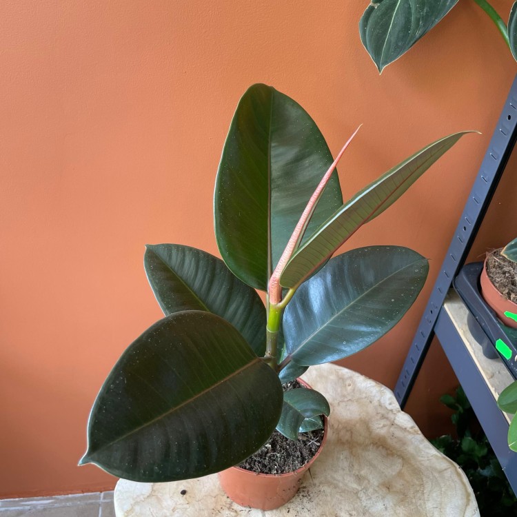 fikus  ficus elastica 'robusta' D (2).jpg