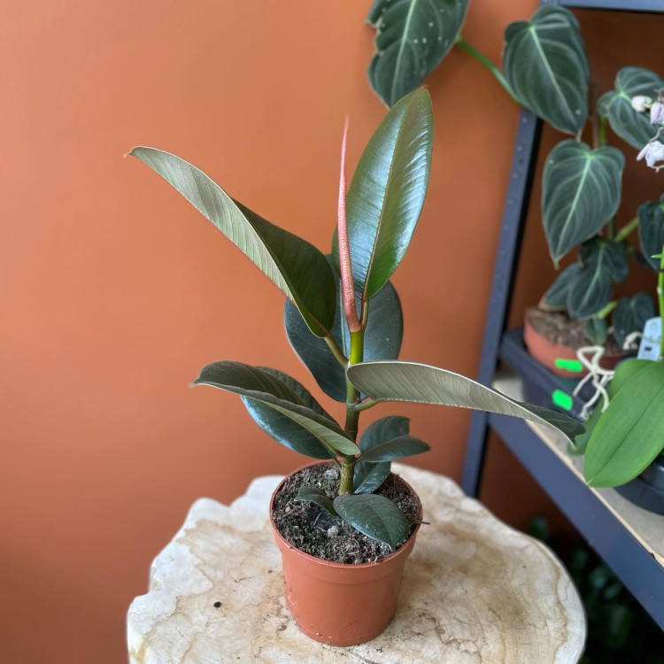 fikus  ficus elastica 'robusta' D (3).jpg