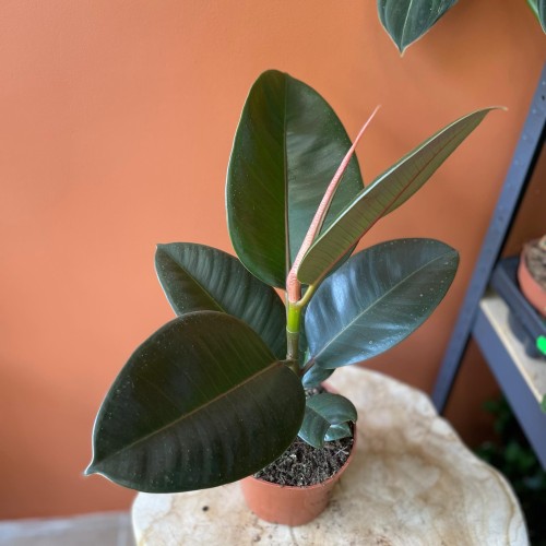 fikus  ficus elastica 'robusta' D (4).jpg