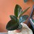 fikus  ficus elastica 'robusta' D (4).jpg
