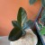 fikus  ficus elastica 'robusta' D (5).jpg