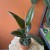 fikus  ficus elastica 'robusta' D (1).jpg
