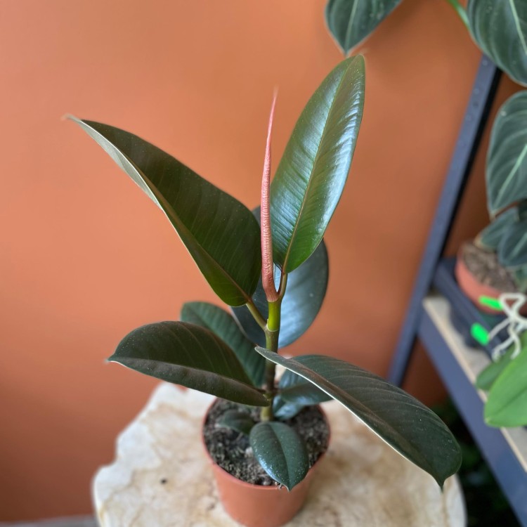 fikus  ficus elastica 'robusta' D (1).jpg