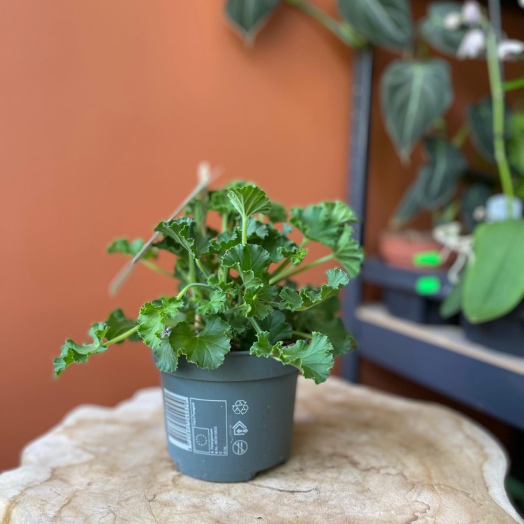 geranium  anginka Pelargonia zapachowa Cola Bottles  (2).jpg