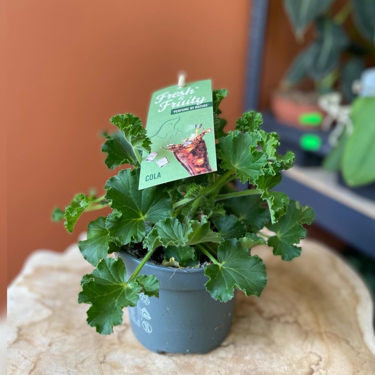 geranium  anginka Pelargonia zapachowa Cola Bottles  (3).jpg