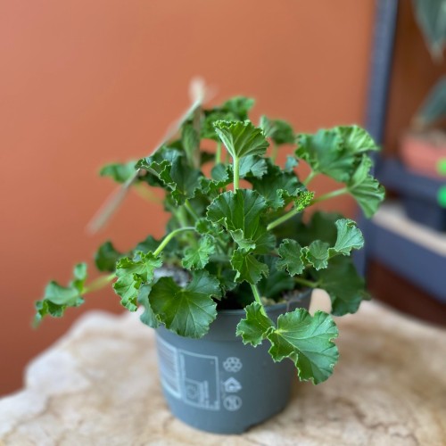 geranium  anginka Pelargonia zapachowa Cola Bottles  (4).jpg