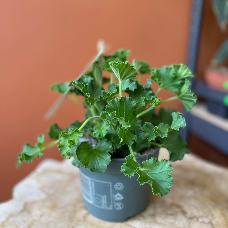 geranium  anginka Pelargonia zapachowa Cola Bottles  (4).jpg