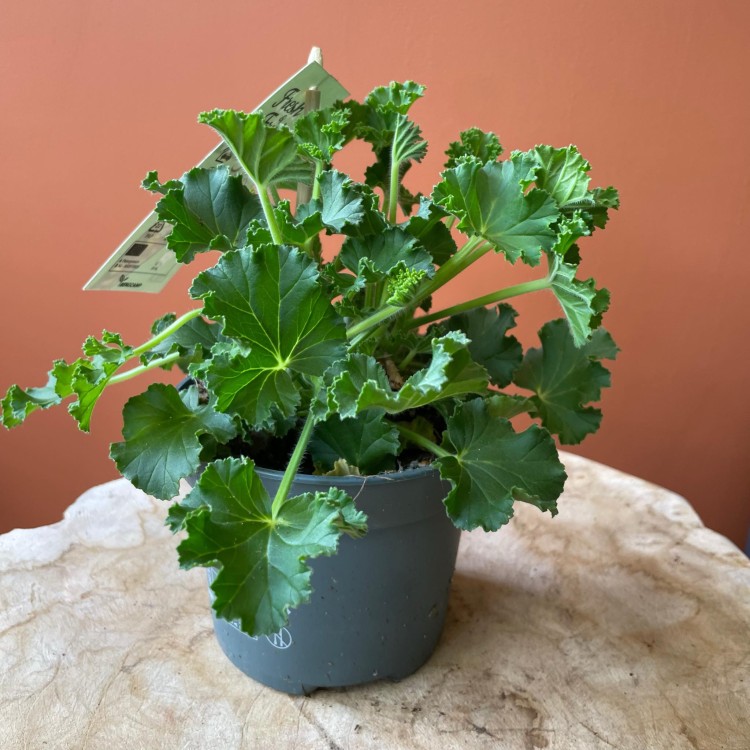 geranium  anginka Pelargonia zapachowa Cola Bottles  (5).jpg