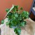 geranium  anginka Pelargonia zapachowa Cola Bottles  (6).jpg