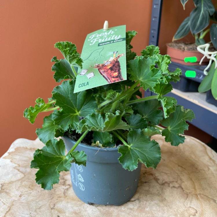 geranium  anginka Pelargonia zapachowa Cola Bottles  (1).jpg