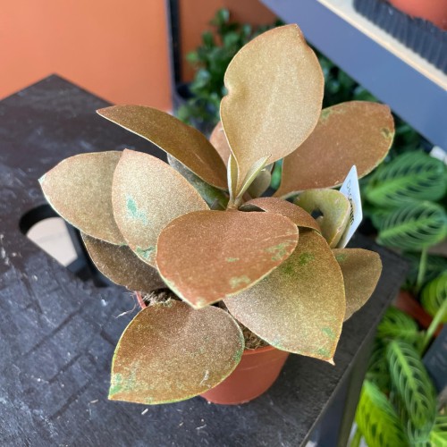 kalanchoe orygalis CYNAMONOWE (5).jpg