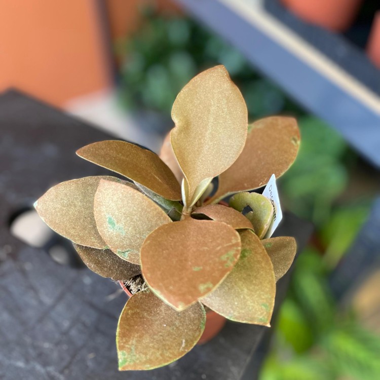 kalanchoe orygalis CYNAMONOWE (6).jpg