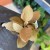 kalanchoe orygalis CYNAMONOWE (9).jpg
