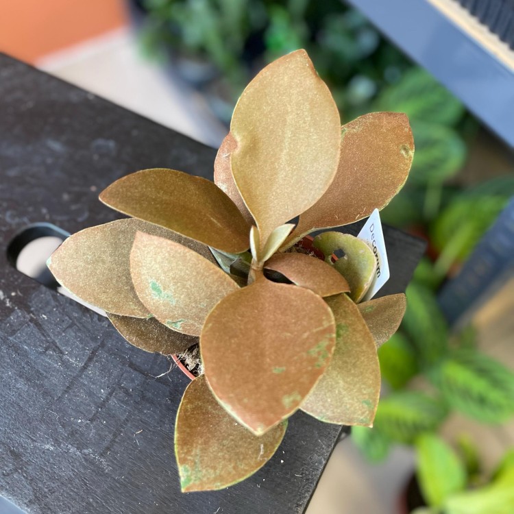 kalanchoe orygalis CYNAMONOWE (9).jpg