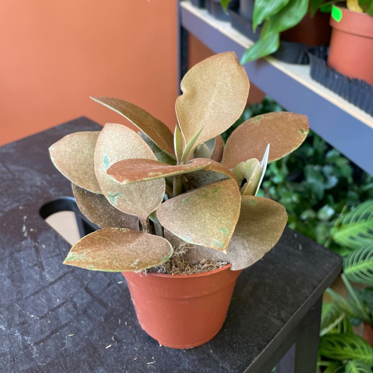 kalanchoe orygalis CYNAMONOWE (4).jpg