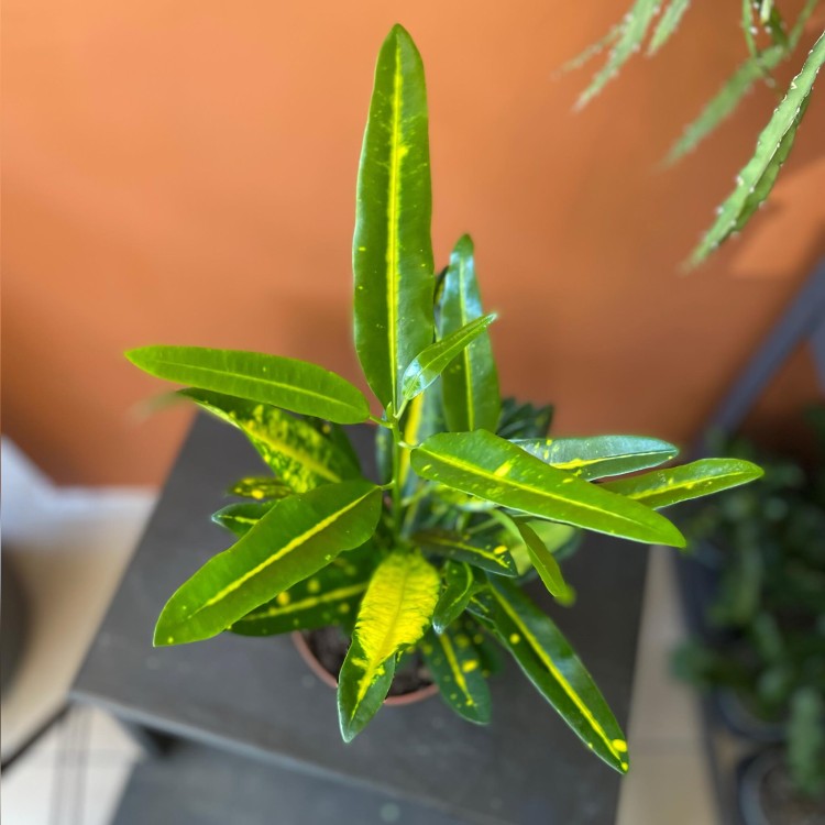 kroton Codiaeum var. KL 'Sunny Star (2).jpg