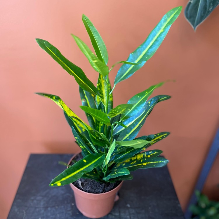 kroton Codiaeum var. KL 'Sunny Star (3).jpg