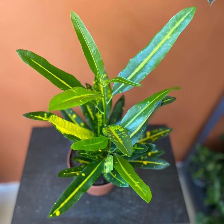 kroton Codiaeum var. KL 'Sunny Star (4).jpg