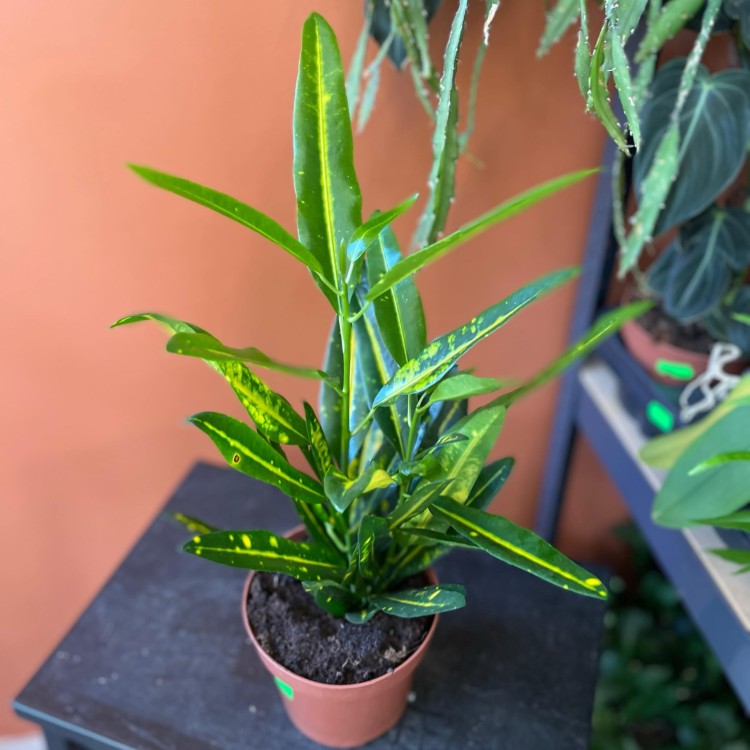 kroton Codiaeum var. KL 'Sunny Star (5).jpg