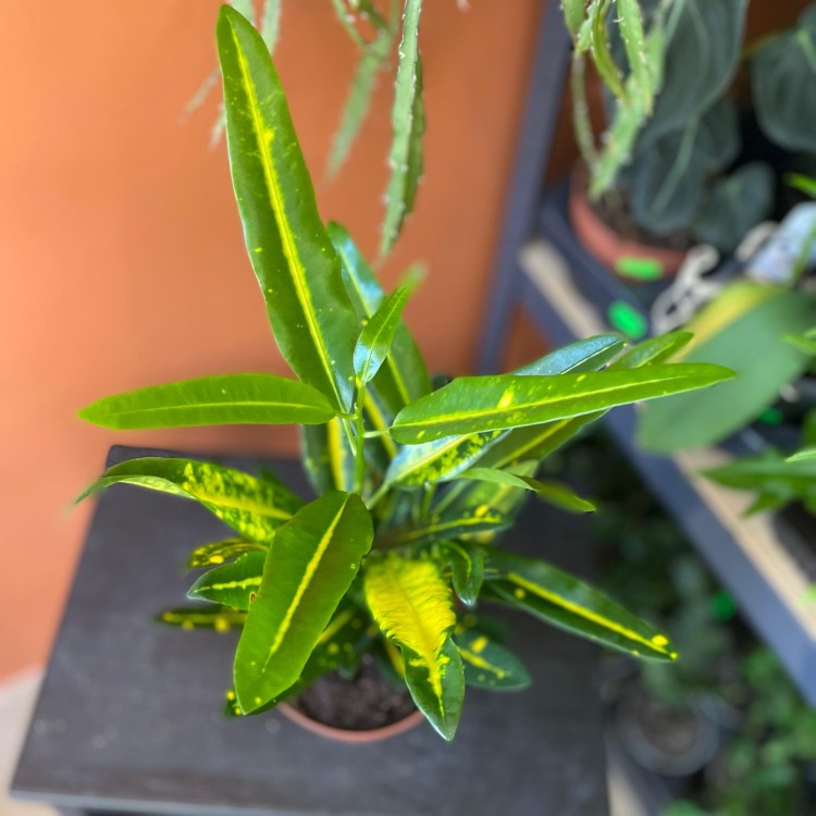 kroton Codiaeum var. KL 'Sunny Star (6).jpg