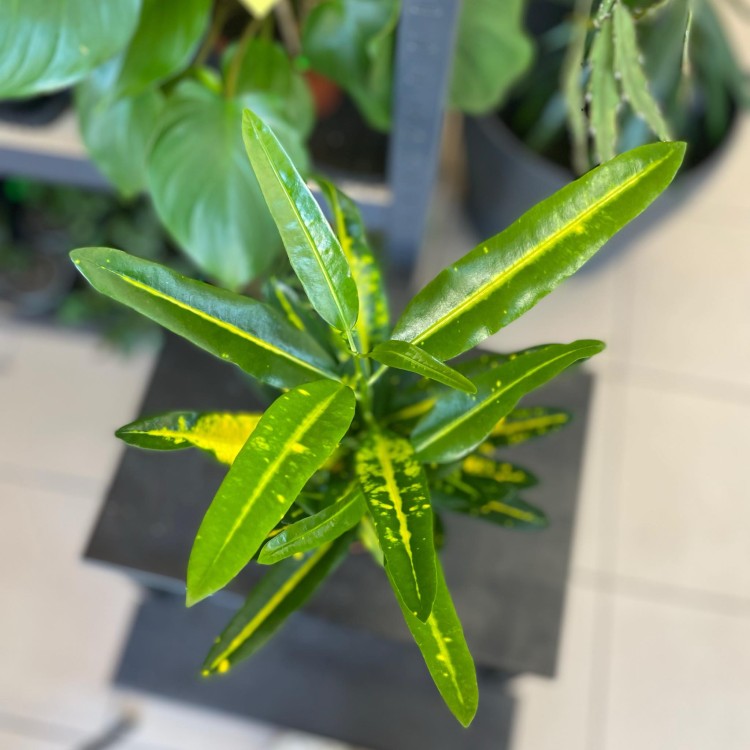 kroton Codiaeum var. KL 'Sunny Star (1).jpg