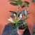 stephanotis floribunda stefanotis bukietowy (2).jpg