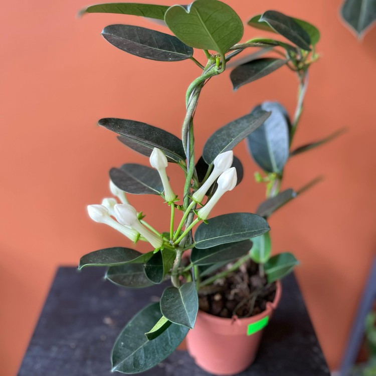 stephanotis floribunda stefanotis bukietowy (2).jpg