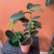 stephanotis floribunda stefanotis bukietowy (3).jpg
