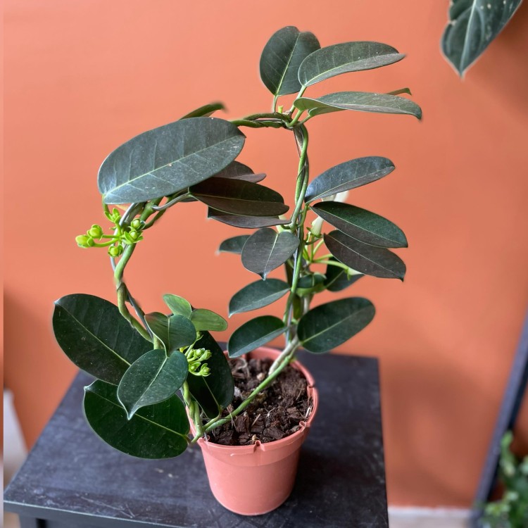 stephanotis floribunda stefanotis bukietowy (3).jpg