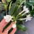 stephanotis floribunda stefanotis bukietowy (4).jpg
