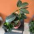 stephanotis floribunda stefanotis bukietowy (5).jpg