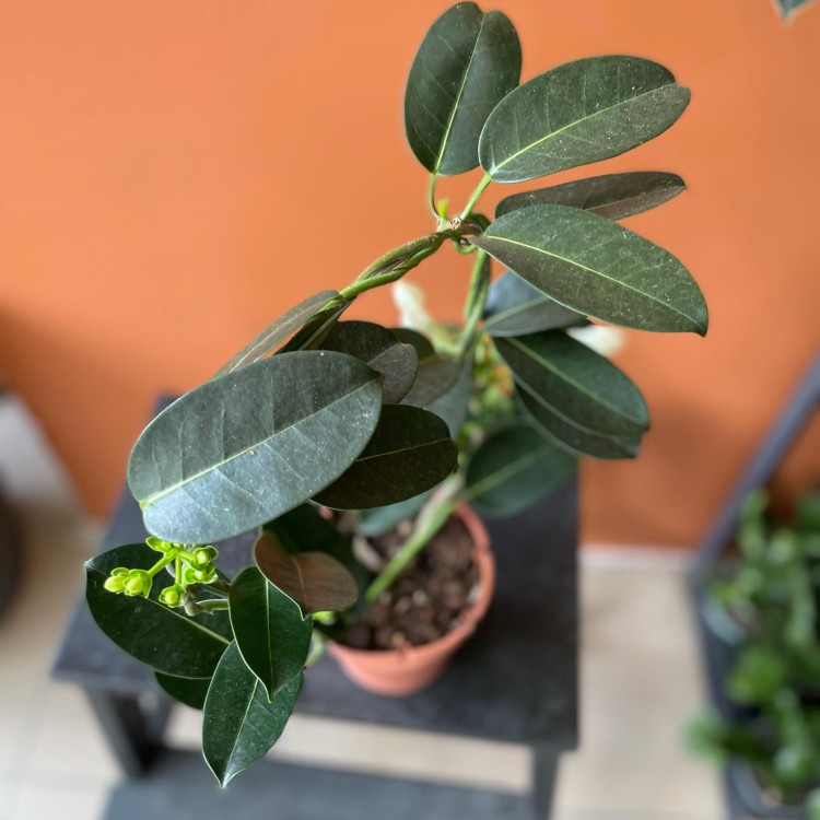stephanotis floribunda stefanotis bukietowy (5).jpg