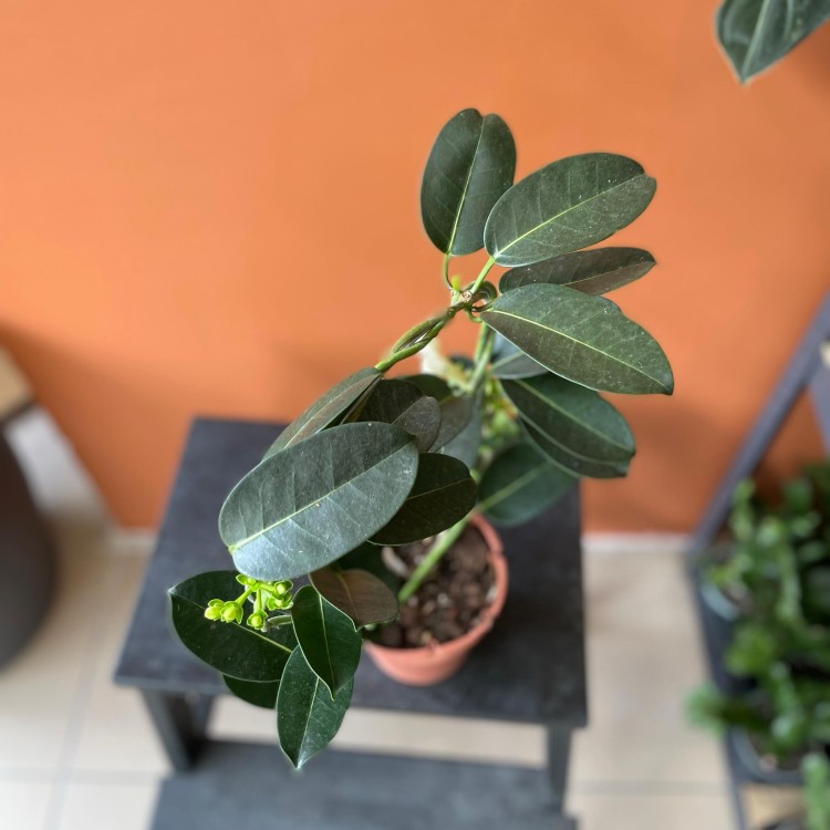 stephanotis floribunda stefanotis bukietowy (6).jpg