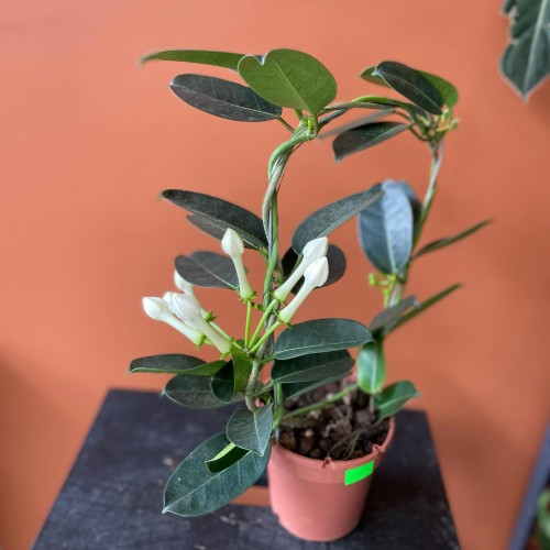stephanotis floribunda stefanotis bukietowy (7).jpg