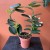 stephanotis floribunda stefanotis bukietowy (8).jpg