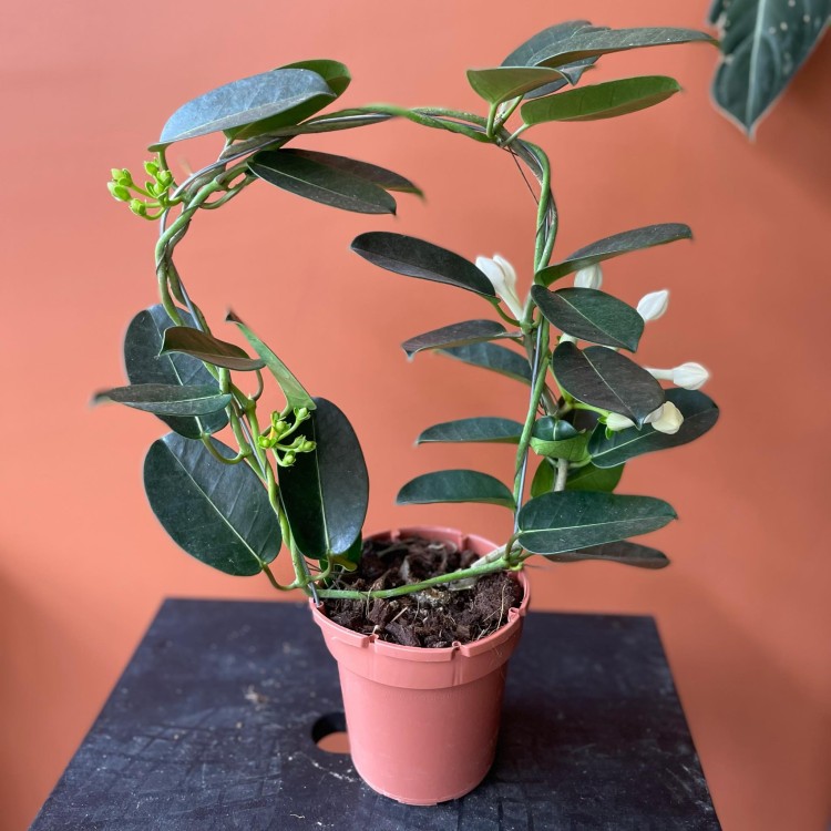 stephanotis floribunda stefanotis bukietowy (8).jpg