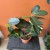 stephanotis floribunda stefanotis bukietowy (1).jpg